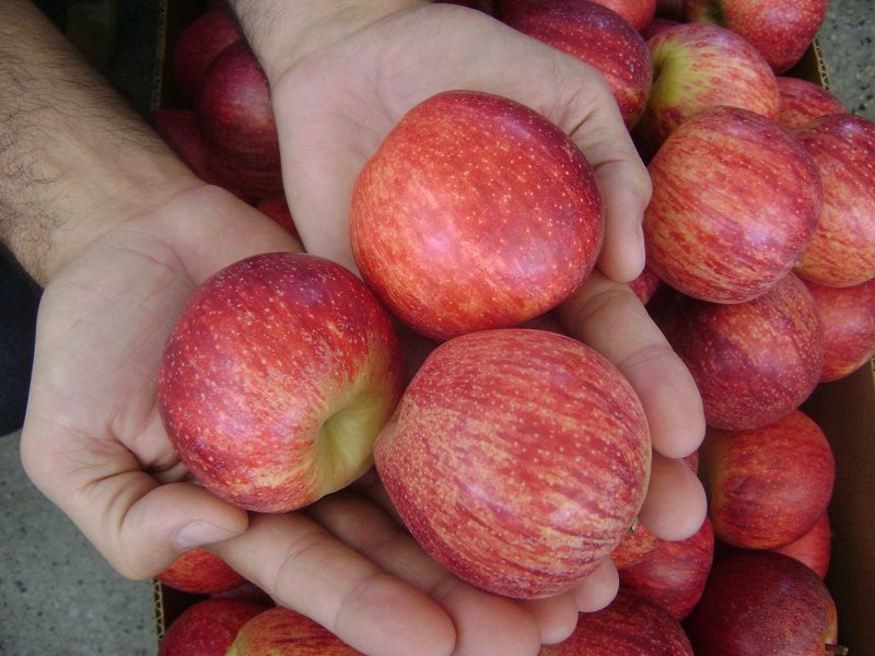 CEASA ES Exagerou Na Ceia Saiba Quais Frutas E Folhosas Ajudam A